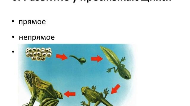 Разбор теста по биологии "Класс Пресмыкающиеся" 7 класс смотреть онлайн