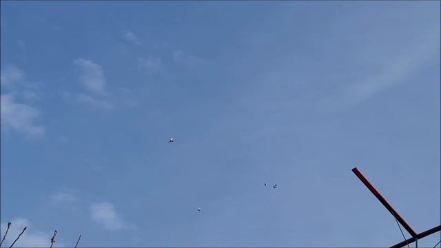 Сельские голуби. 7 01 2022 г мои голуби, тренировка. Новоалександровск . смотреть онлайн