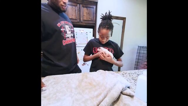 Boxer dew claw removal and tail docking смотреть онлайн