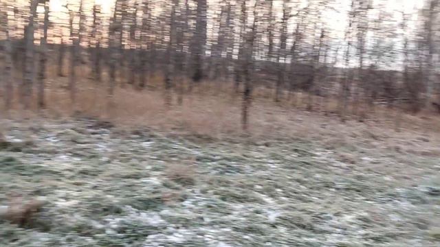 Заяц пришёл в ноги. Охота на зайца с русскими гончими. 29 октября