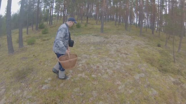 Лужский полигон грибы 2015 смотреть онлайн