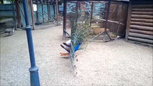 Звук павича, крик павича, голос павича | Sound Peacock, Peacock Cry, Voice Peacock