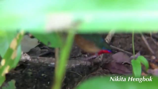 Mangrove Pitta @ Pasir Ris Park Mangrove смотреть онлайн