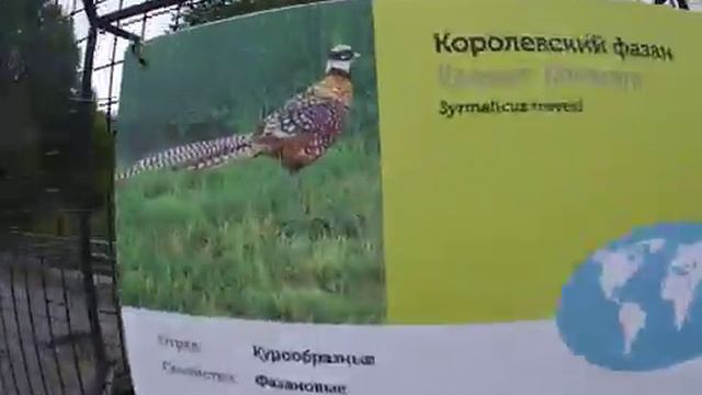 My GoPro Life. ЗООПАРК. МОСКВА. Moscow Zoo (Full HD) смотреть онлайн