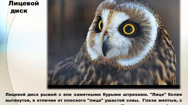 Анимированное видео (Gif) на тему «БОЛОТНАЯ СОВА » смотреть онлайн