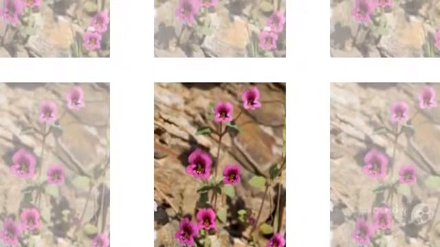 Mimulus - garden plants смотреть онлайн