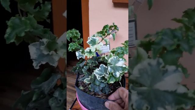 Hedera helix English Ivy (Variegata)care&tipd for healthy plant смотреть онлайн