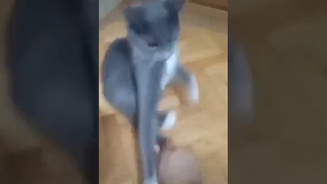 video_14@22-10-2020_20-49-41.mp4 смотреть онлайн