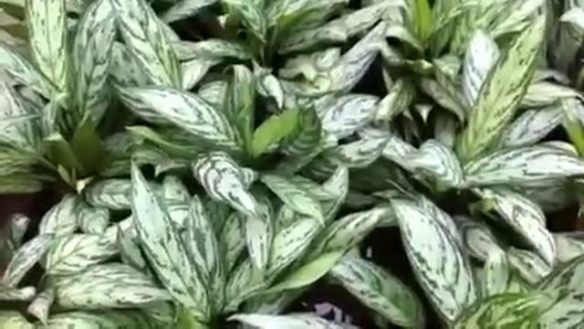 Aglaonema 'Silver Queen' смотреть онлайн
