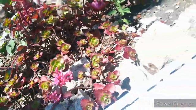 #цветочныйрай не орхидеи ?розы, жасмин, гортензии и красота на балконе ? смотреть онлайн