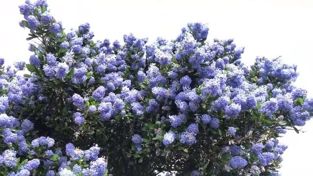 Ceanothus and Pollinators смотреть онлайн