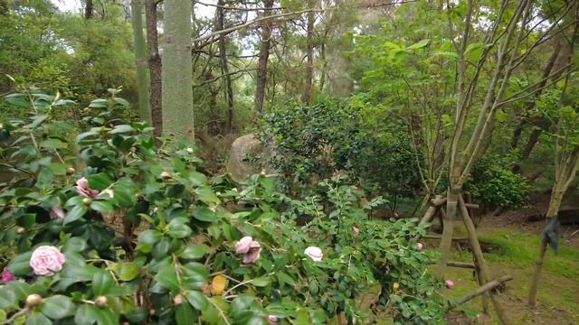 Молча слоняюсь по ботсаду Сямыня | Silent walking, Xiamen Botanical Garden 4k смотреть онлайн
