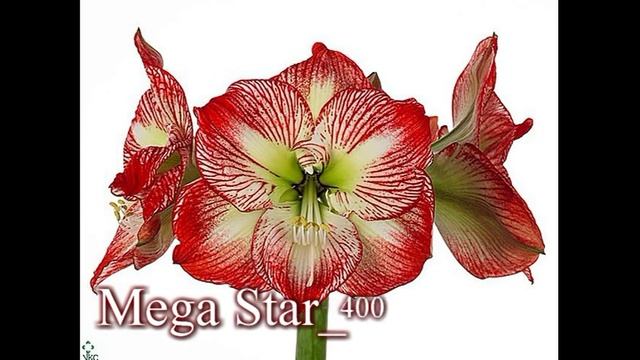 Гиппеаструмы _продажа _весна 2017