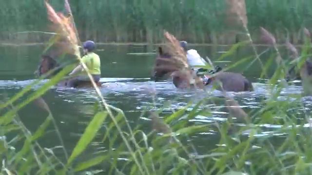 Купание лошадей смотреть онлайн