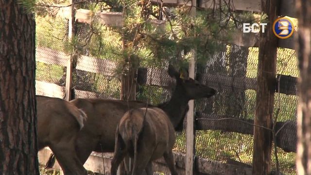 Кто такие Маралы? смотреть онлайн