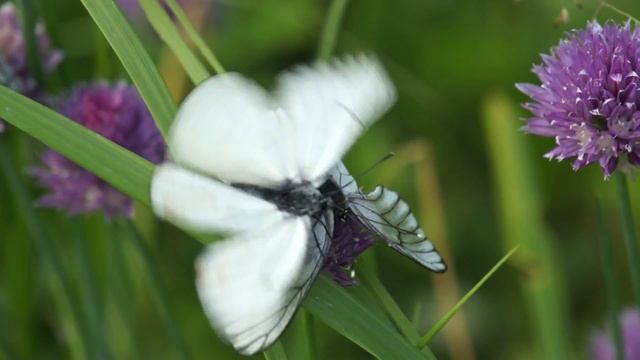 Бабочки Боярышницы 18+ :) . Aporia Crataegi