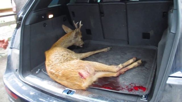 Новенький мальчик, косуля, ДТП смотреть онлайн