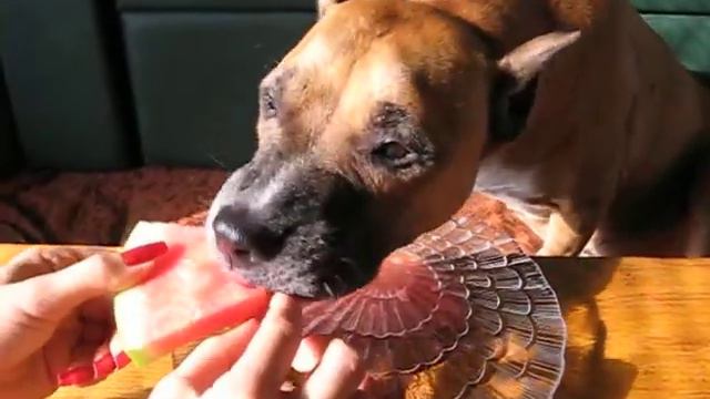 Стаффик точит арбуз, как приличная!.avi смотреть онлайн