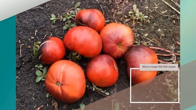 Томат Сибирский тигр - описание сорта смотреть онлайн