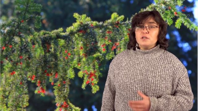 Тисс. От истории до агротехники.