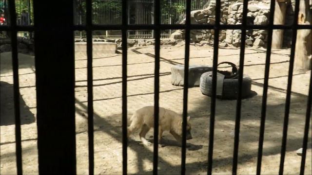 Волчата уже научились перебираться в вольер к родителям 15.06.2022 смотреть онлайн