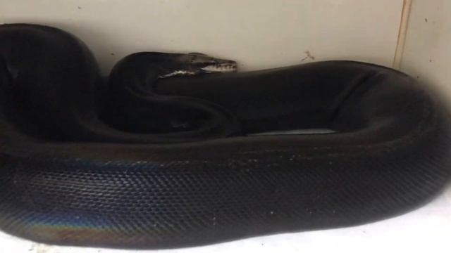 Jet black GIANT PYTHON! Golden Child Black Phase Reticulated Python смотреть онлайн