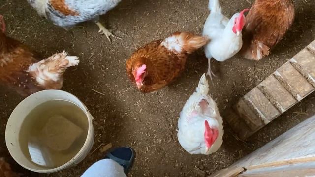 ДЖУНА ЖИВА и очнулась от МОРОЗОВ а ПАПА с МАСЕЙ в гости к ФЕОДОРУ смотреть онлайн
