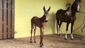 Гибрид осла и кобылы.