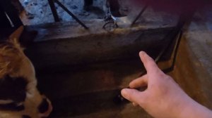 самые оптимальные размеры сарая для откорма бычков. Кормушка 2в1