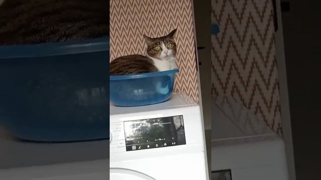 Массажер для кота? смотреть онлайн