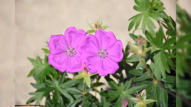 БЛАГОСЛОВЕНИЙ В НОВОМ ДНЕ !!!