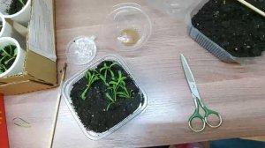 Прищипываем гвоздику, чтобы получить ПЫШНЫЙ кустик  Что делать после пикировки. Часть 2