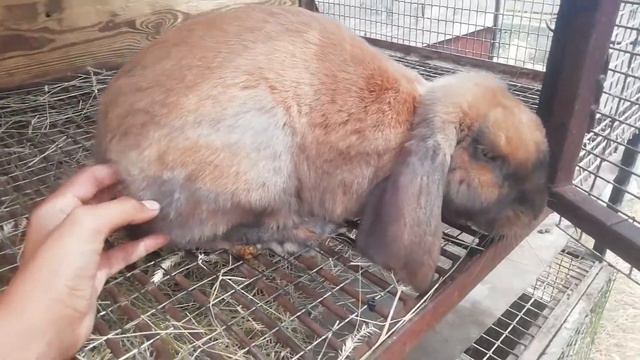 Какую породу кроликов выбрать новичку. Ответ на самый главный вопрос в кролиководстве смотреть онлайн