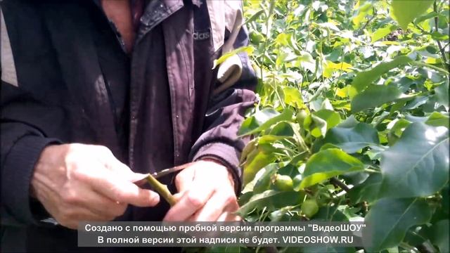 Прививки плодовых. Метод копулировки. смотреть онлайн