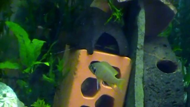 #Aquarium. Neolamprologus Helianthus. Неолампрологус гелиантус.