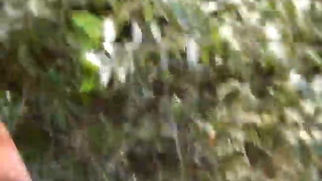 Goji trees in china ningxia смотреть онлайн