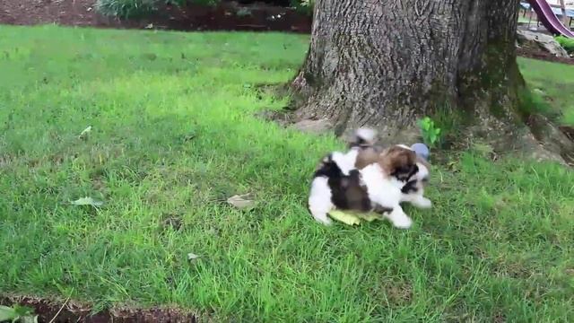 Shih Tzu Puppies For Sale смотреть онлайн
