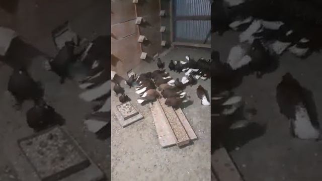 Продажа голубей,Пенза смотреть онлайн