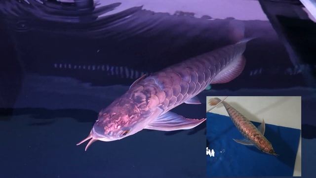 My AROWANA UPDATE (BLACK TANK) смотреть онлайн