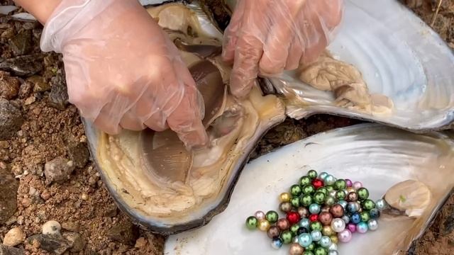 A pearl fisher picks up mussels in a pool in the wild, and a bumper harvest of colorful pearls смотреть онлайн