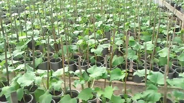 РАССАДА ОГУРЦА 13 ФЕВРАЛЯ смотреть онлайн