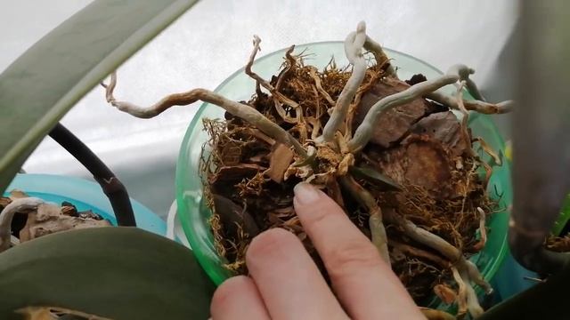 Вялые листья орхидей, как нарастить корни, как заставить орхидею цвести, многое другое, в этом виде смотреть онлайн