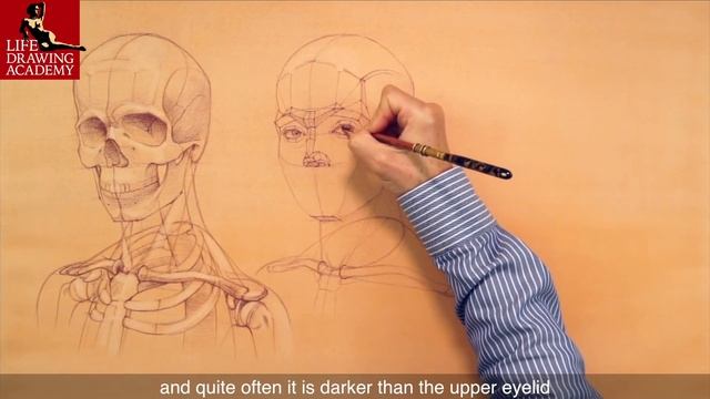 Head and Face Proportions смотреть онлайн