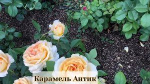 Обзор 56 сортов роз , цветение молодого сада после ливней . Часть 1. Название сортов в описании