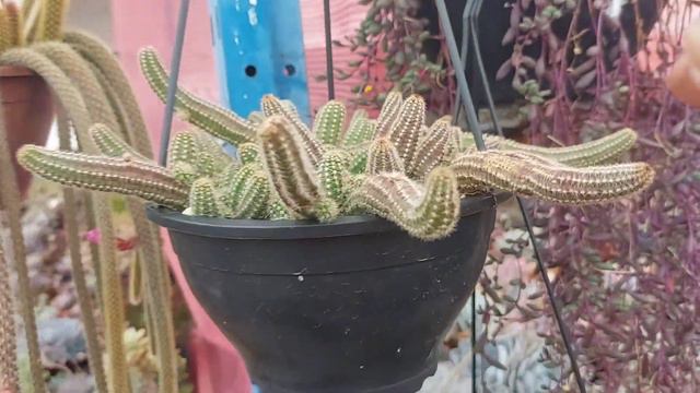 COMO ELAS CRESCEM?FORMANDO ROSAS, EM ESTOLÕES, COLUNARES... SUCULENTAS E SUAS DIFERENTES FORMAS. смотреть онлайн