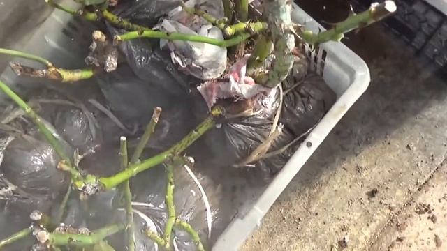 Розы из подвала достали и что делать???(ВПЛ) смотреть онлайн