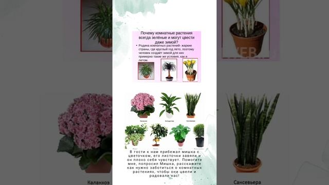 Комнатные растения смотреть онлайн