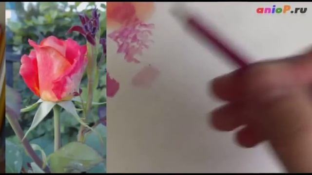 Рисуем акварельными карандашами розу В Ладанов смотреть онлайн