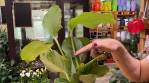 Калатея Орбифолия - обзор сорта. Тенелюбивое комнатное растение