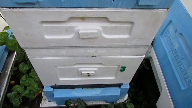 работа с пчелами в августе - обработка пчел от клеща Варроа, пластины фумисан